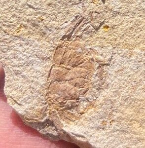 Fossil Crab (PC13)