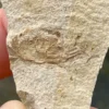 Fossil Crab (PC14)