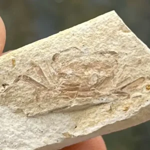 Fossil Crab (PC15)