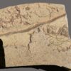Grypania Spiralis (GRY2)