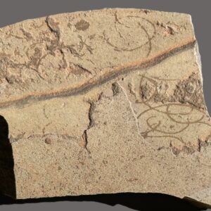 Grypania Spiralis (GRY2)