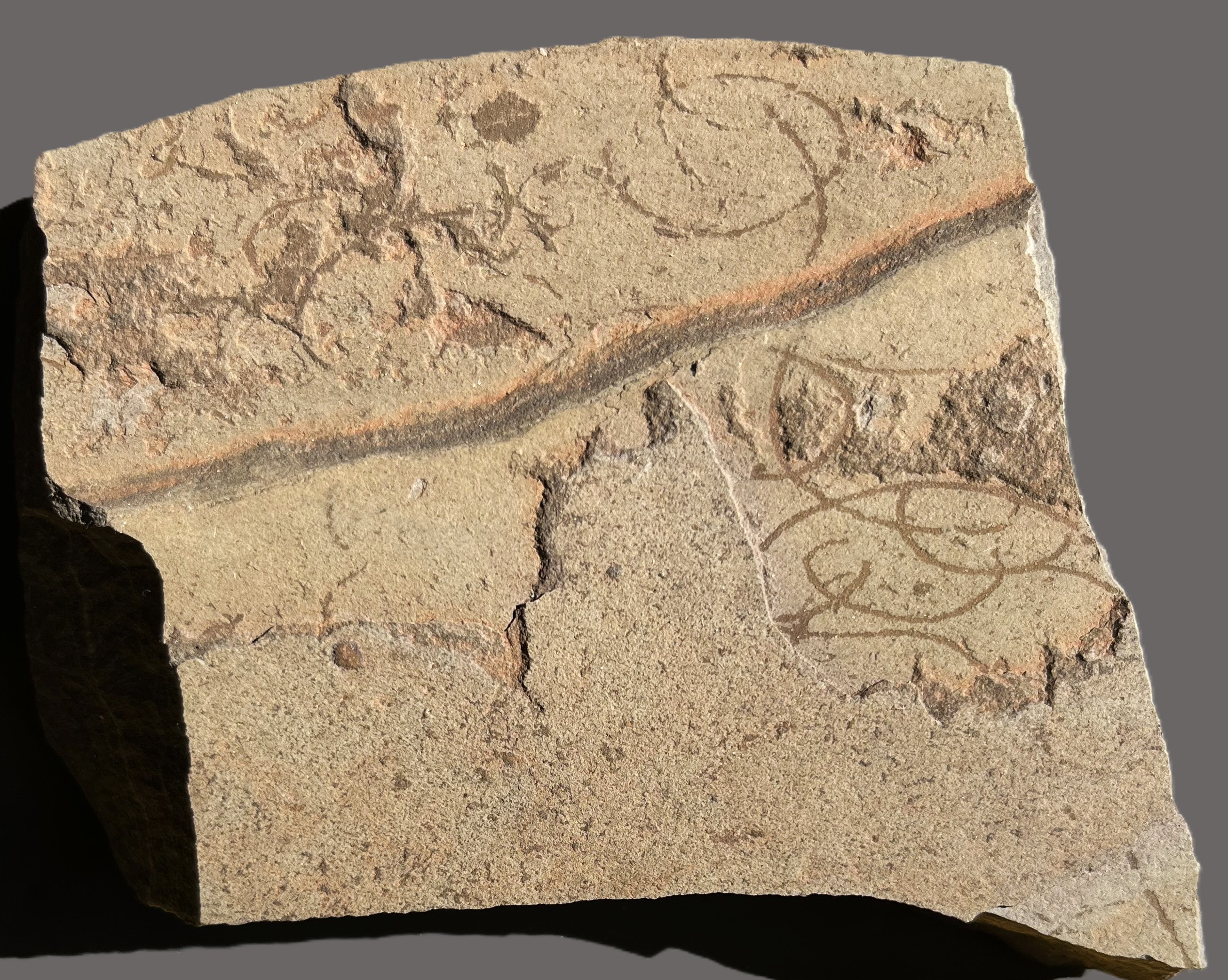Grypania Spiralis (GRY2)