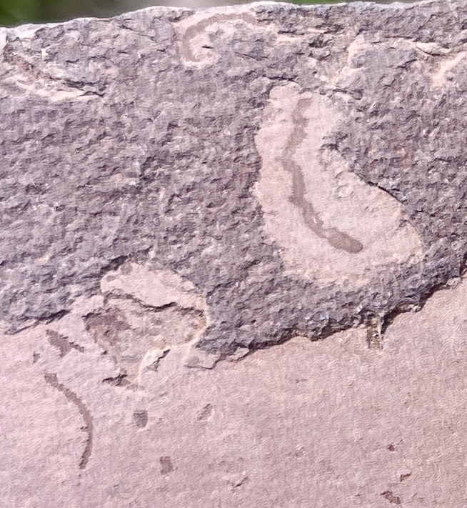 Grypania Spiralis (GRY7)