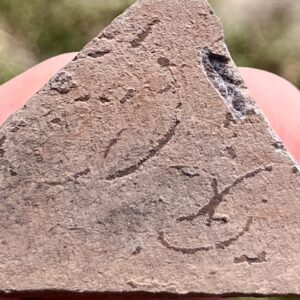 Grypania Spiralis (GRY8)