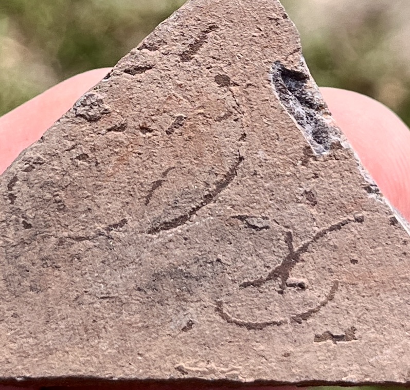 Grypania Spiralis (GRY8)