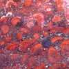 Iron Stromatolites (ME15)