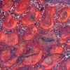 Iron Stromatolites (ME16)