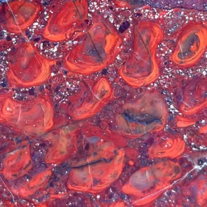 Iron Stromatolites (ME16)