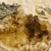 Crystalized Clam (OK12)