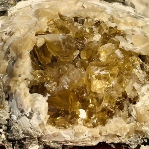 Crystalized Clam (OK13)