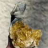 Crystalized Clam (OK14)