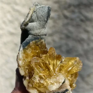 Crystalized Clam (OK14)