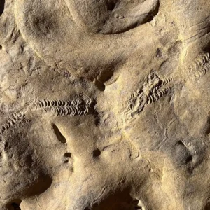 Trilobite Tracks (TRX01)
