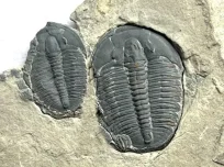 Trilobites